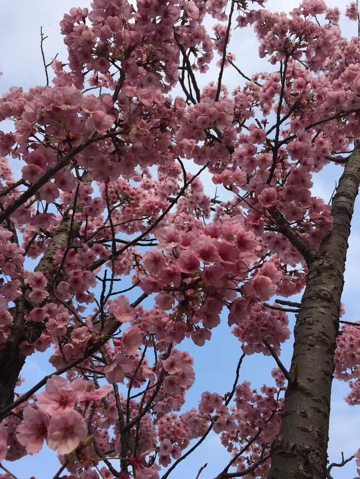 花开之处，便是故地  第14张